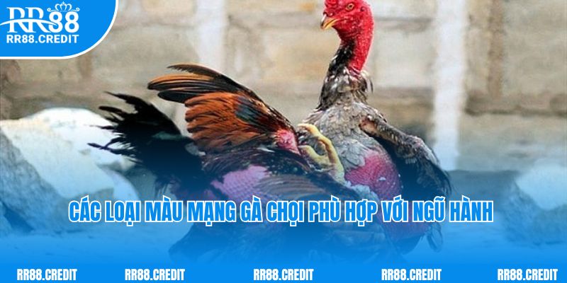 Các loại màu mạng gà chọi phù hợp với ngũ hành